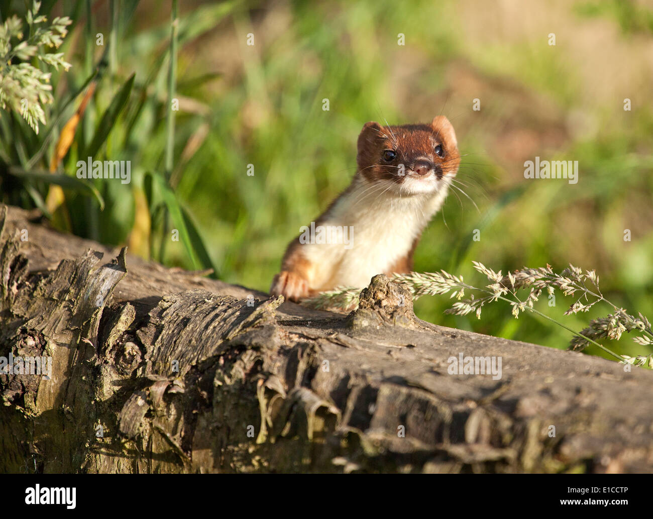 Stoat being inquisitive Stock Photo