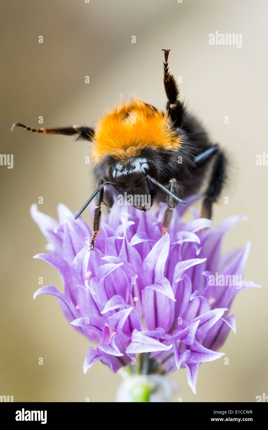 Bee chive flower hi-res stock photography and images - Alamy