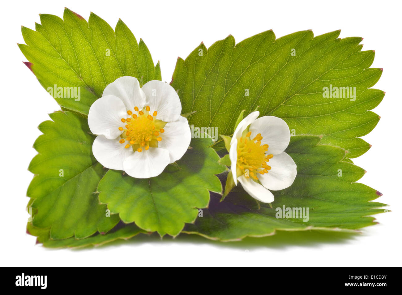 Close up strawberry flowers and leaves isolated on white background. Stock Photo