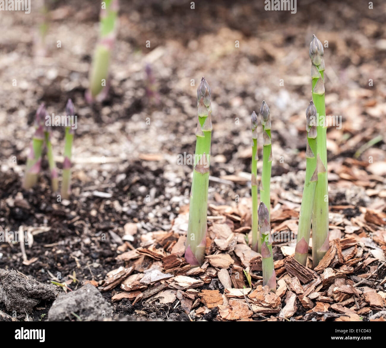 Growing process of asparagus shoots Stock Photo Alamy