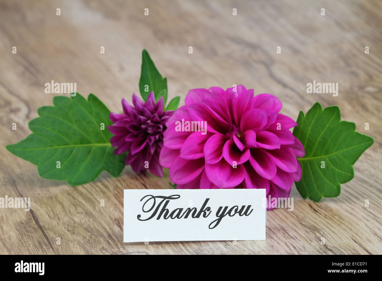 Thank you card with purple dahlia on wooden surface Stock Photo