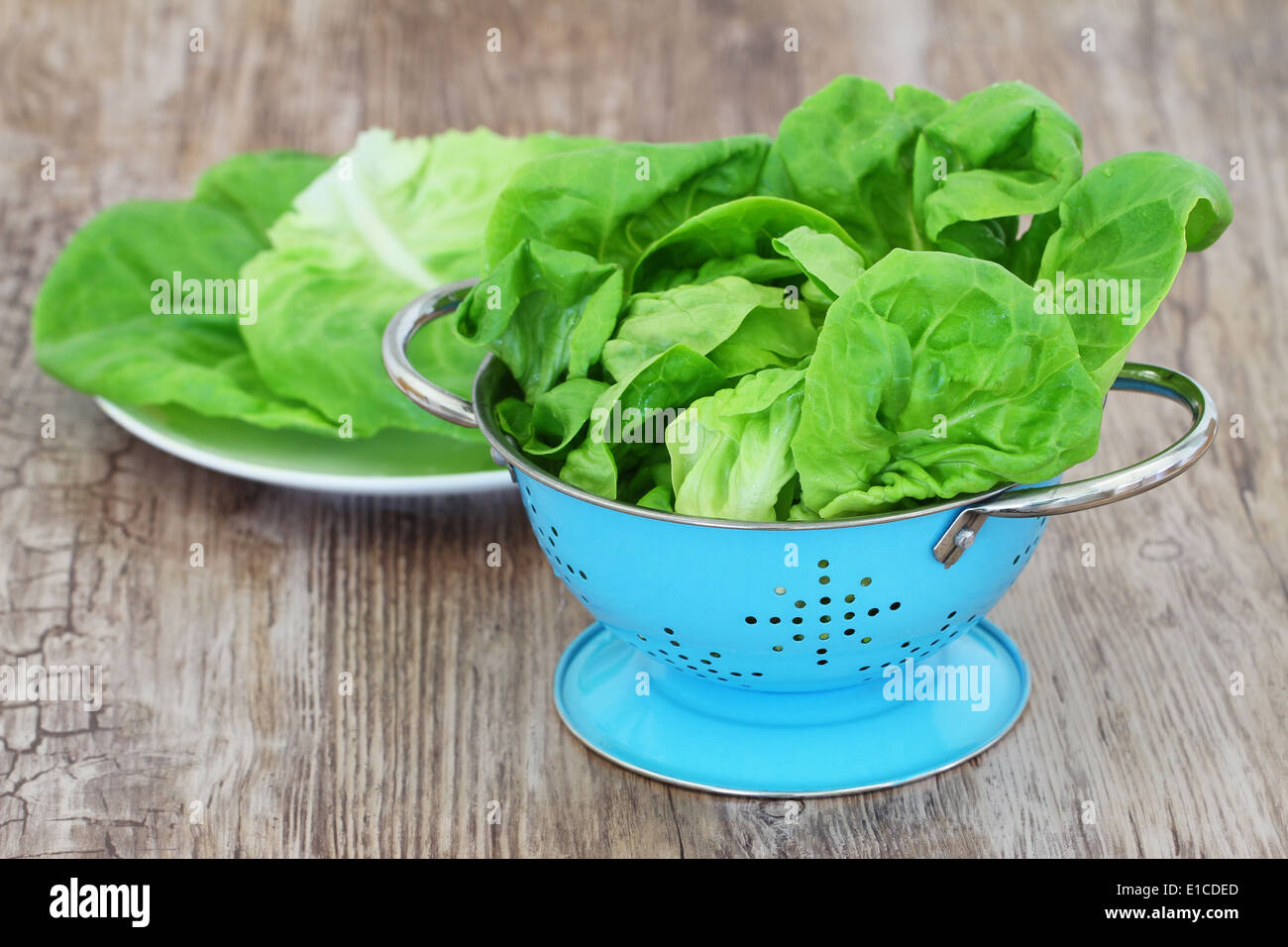 Green lettuce leaves in blue colander Stock Photo