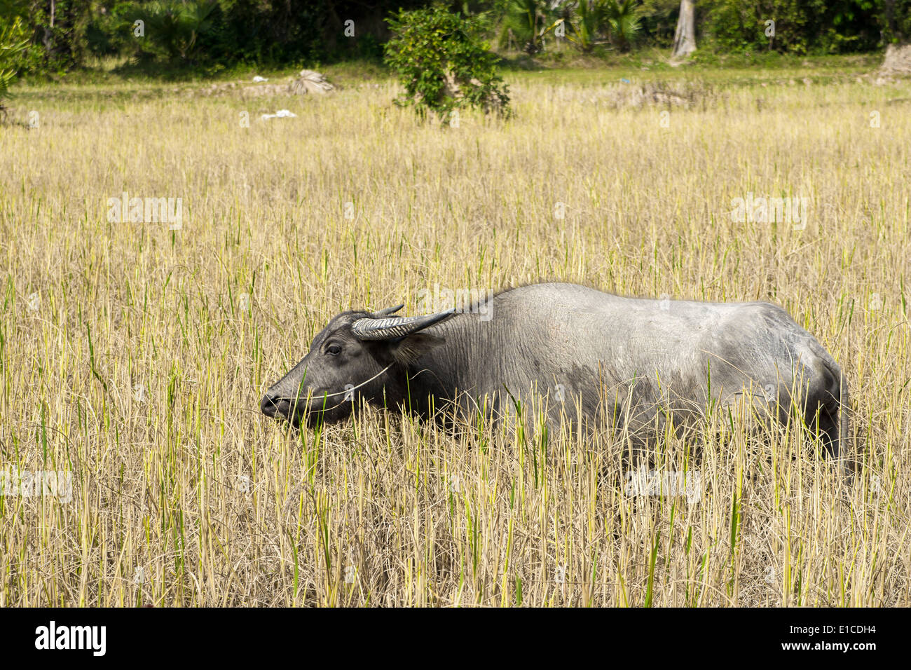 The wild water buffalo (Bubalus arnee), also called Asian buffalo and Asiatic buffalo, is a large bovine native to Southeast Asia Stock Photo