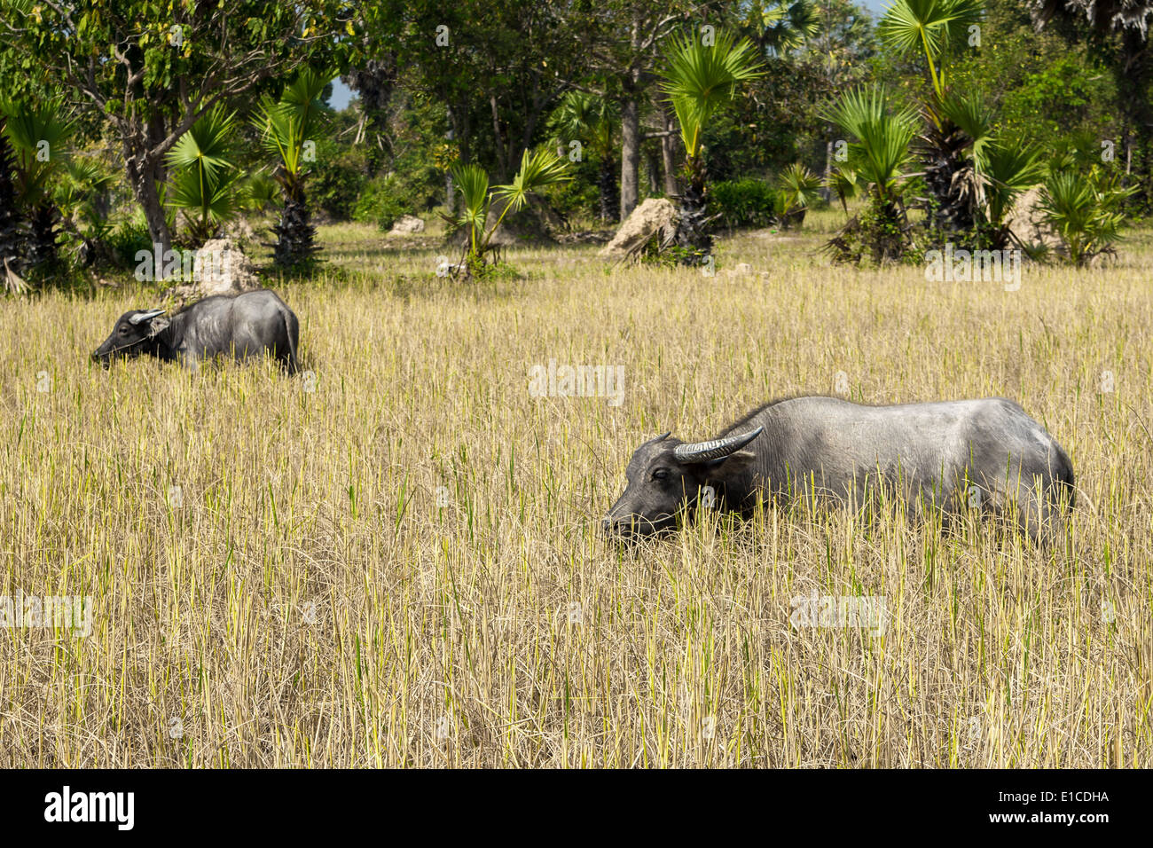 The wild water buffalo (Bubalus arnee), also called Asian buffalo and Asiatic buffalo, is a large bovine native to Southeast Asia Stock Photo