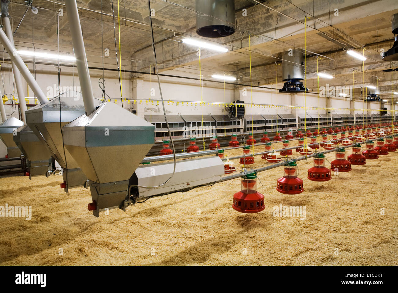 The modern and new automated integrated poultry farm Stock Photo Alamy