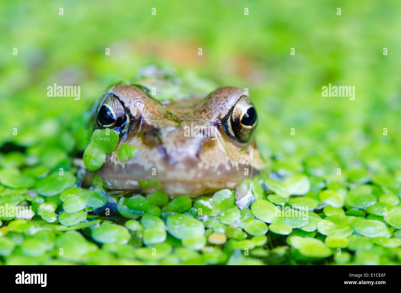 Common Frog (Rana temporaria) in pond covered with Duckweed ((Lemna minuta). Sussex, UK Stock Photo