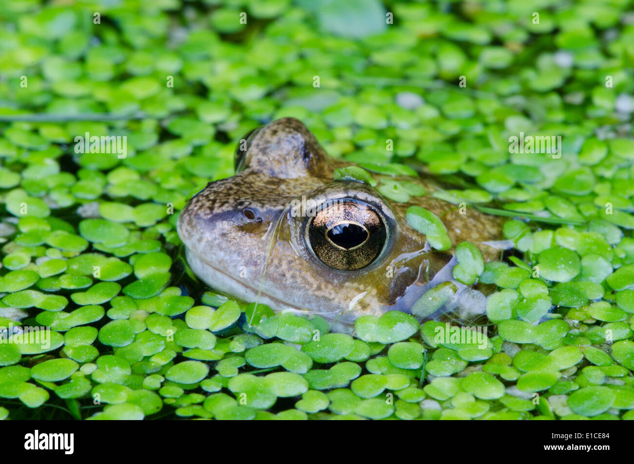 Common Frog (Rana temporaria) in pond covered with Duckweed ((Lemna minuta). Sussex, UK Stock Photo