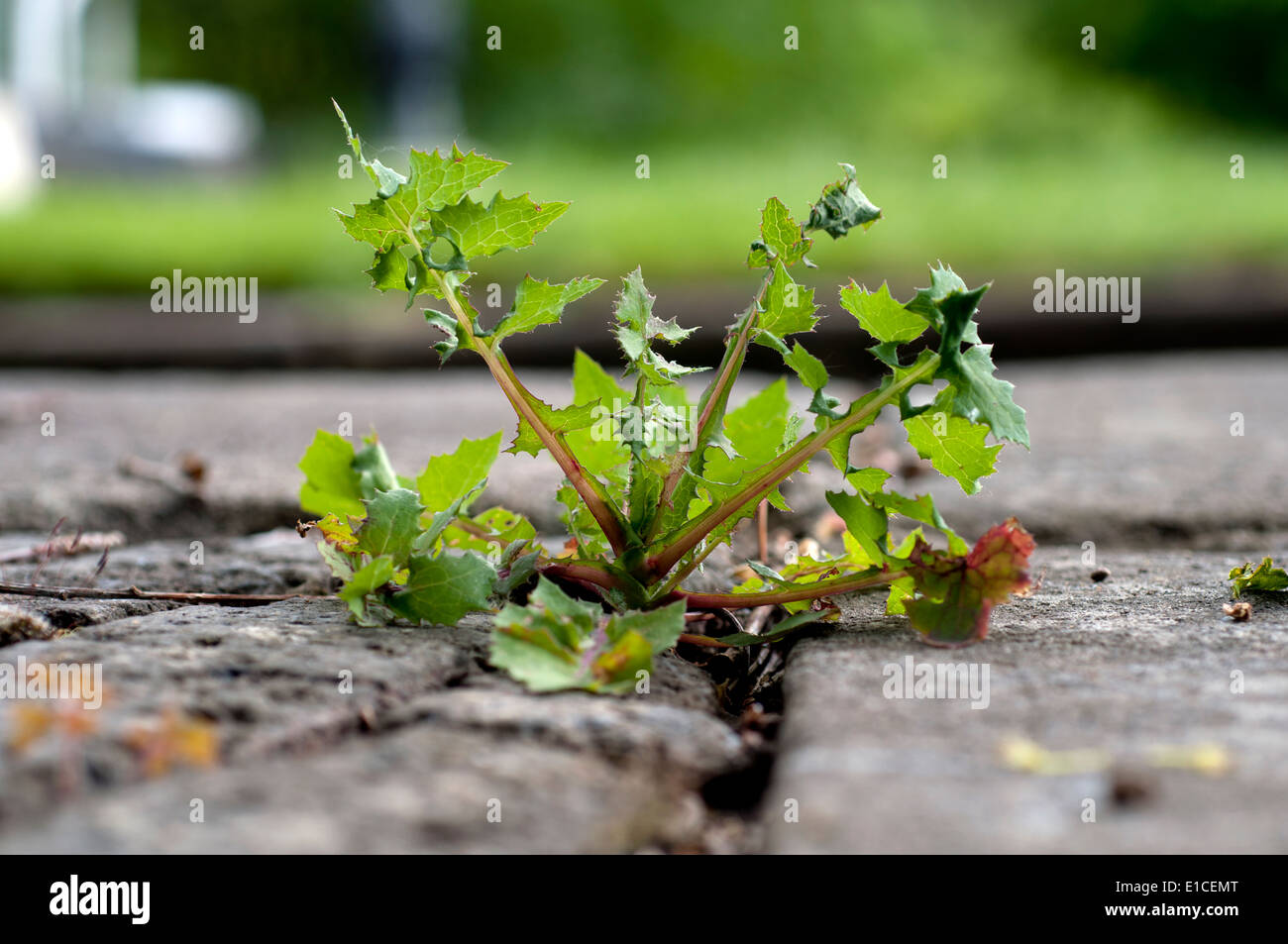 Common Sowthistle (Sonchus oleraceus) growing in a pavement crack. Stock Photo