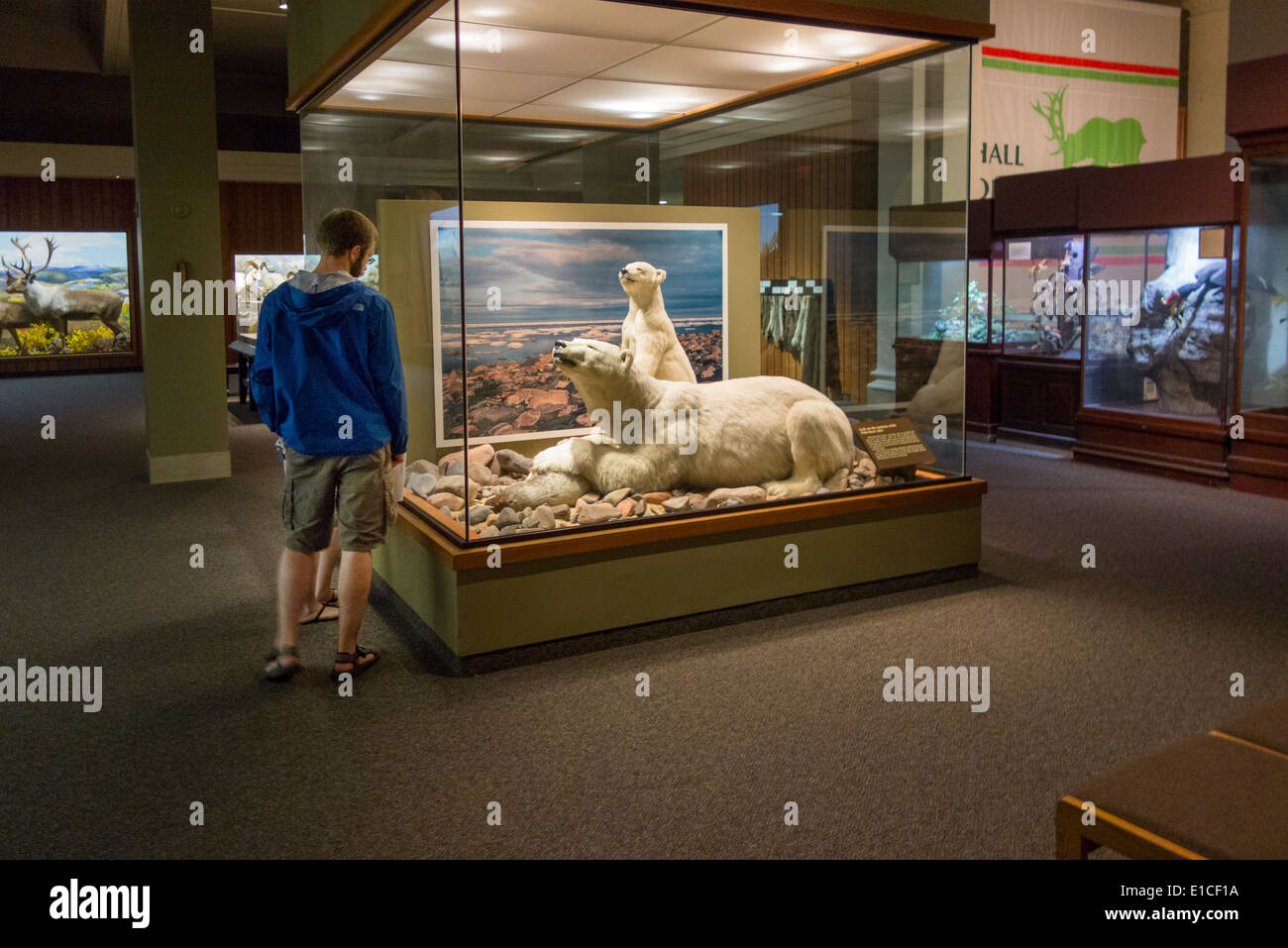 Carnegie museum of natural history in Pittsburgh PA Stock Photo Alamy