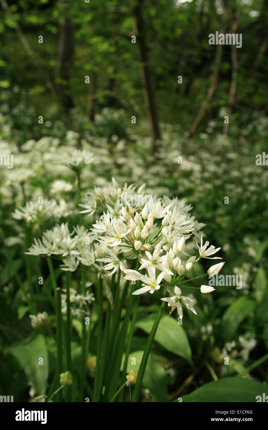 Wild Spring Garlic Wild Garlic in Spring Stock Photo - Alamy