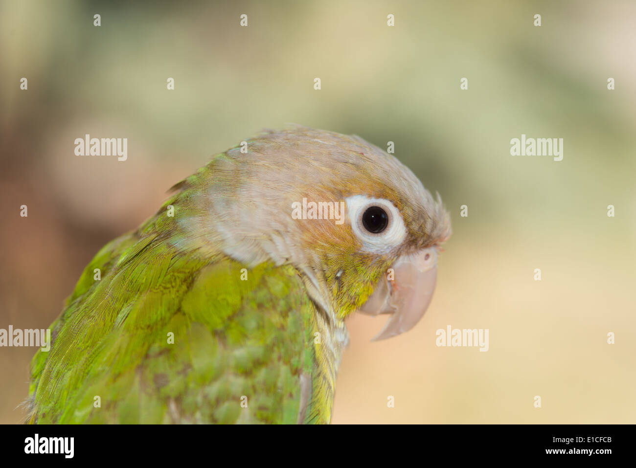 Greencheeked conure (Pyrrhura molinae) closeup of head and shoulders Stock Photo Alamy