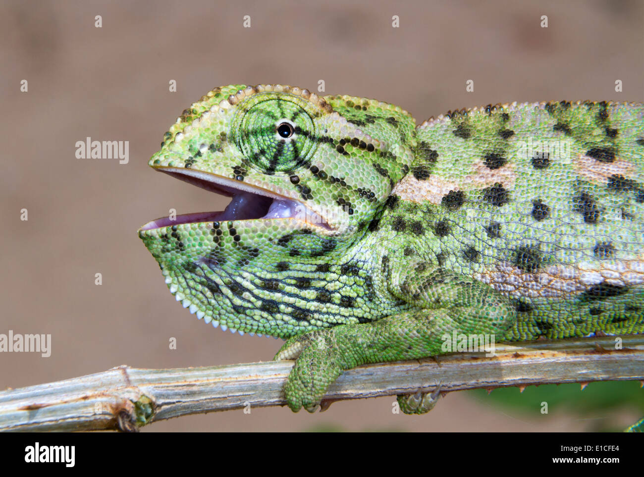 common chameleon or Mediterranean chameleon (Chamaeleo chamaeleon) portrait. Stock Photo