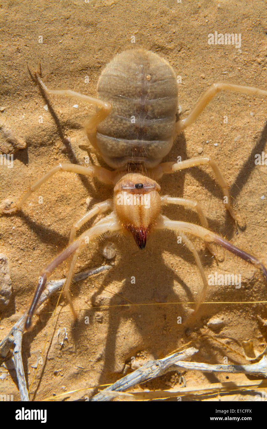 Grant’s camel spider, or sun spider, or wind scorpion, or solifuge (Galeodes granti) in Negev desert, Israel. Stock Photo
