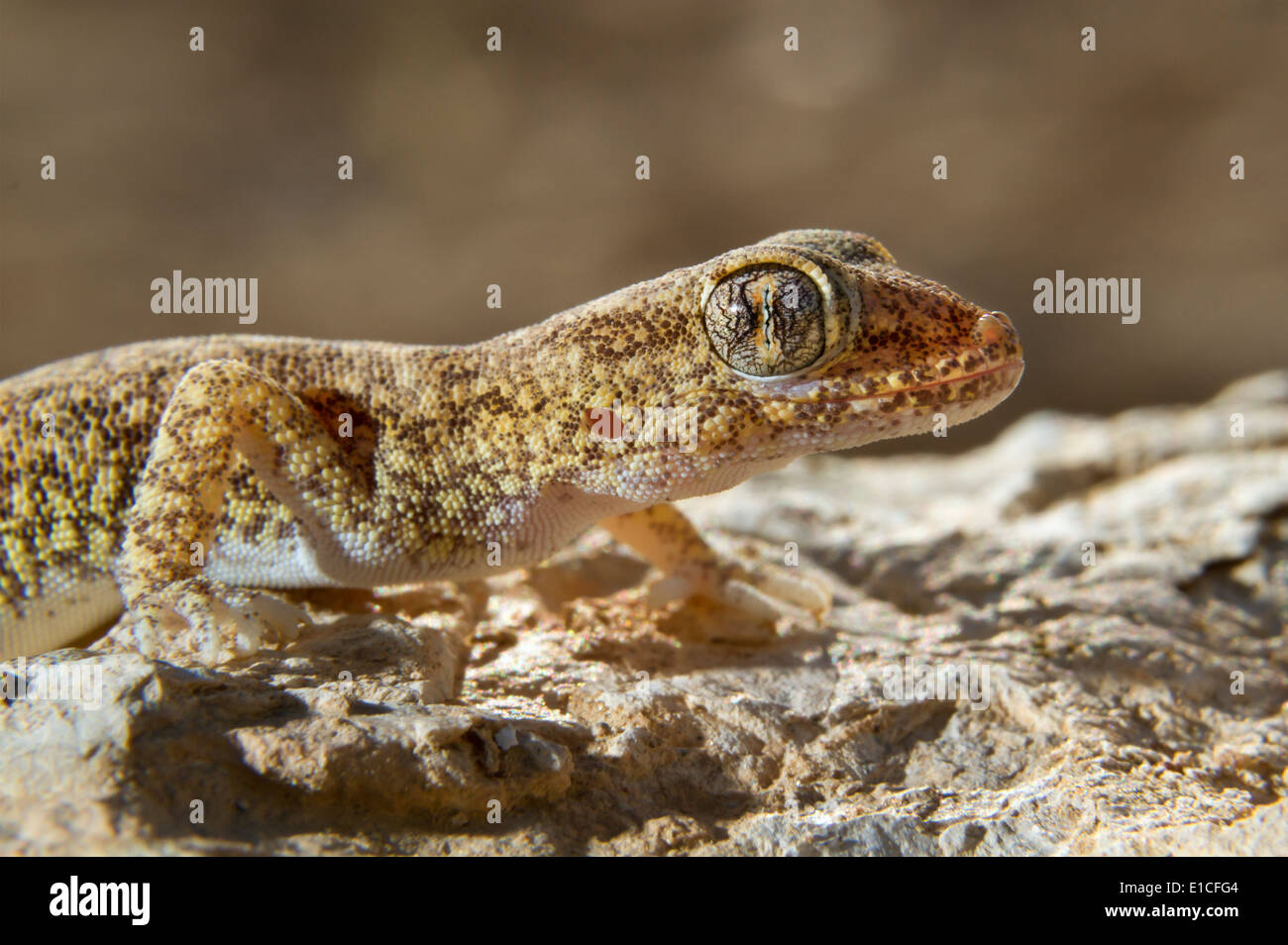 Lichtenstein's Short-fingered Gecko, Stenodactylus sthenodactylus Stock Photo