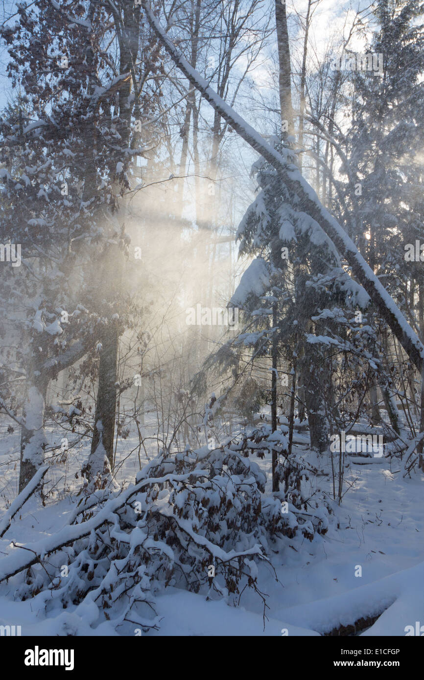 Snowfall in sun inside natural stand of Bialowieza Forest Stock Photo