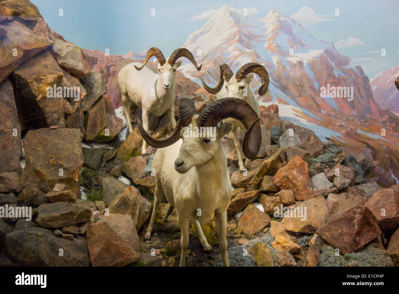 Carnegie Museum Of Natural History In Pittsburgh Pa Stock Photo - Alamy