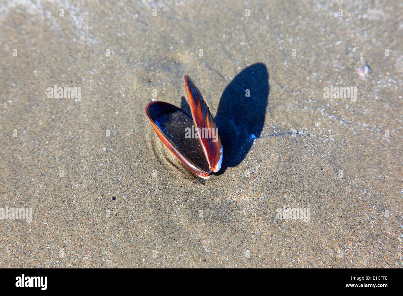 shell on long beach Stock Photo