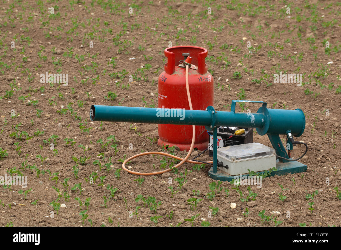 Bird Scarer. Gas Gun; Battery time clock operated device used to help reduce depredations by pest species of birds on crops. Stock Photo
