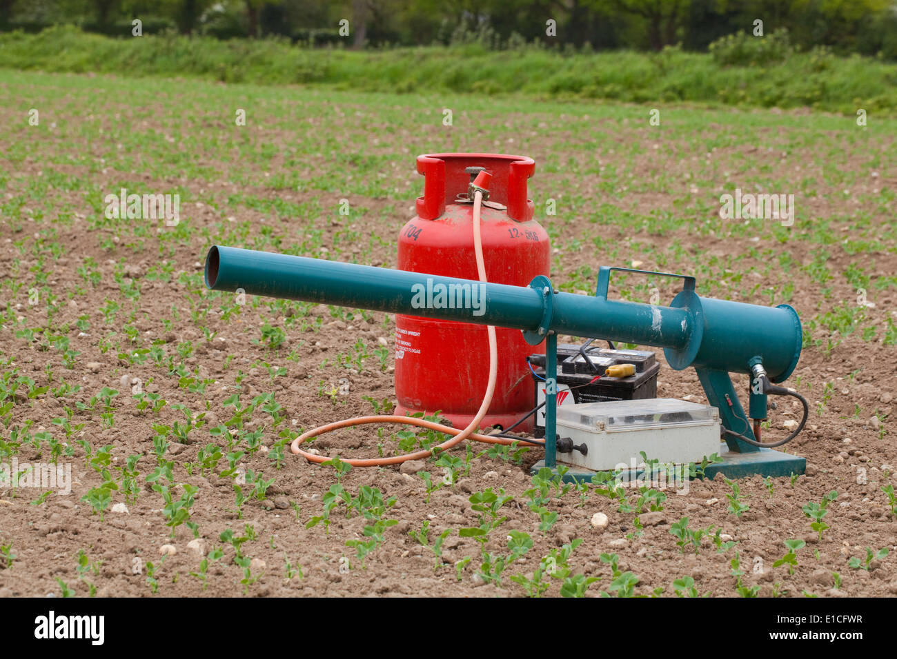 Bird Scarer. Gas Gun; Battery time clock operated device used to help reduce depredations by pest species of birds on crops. Stock Photo