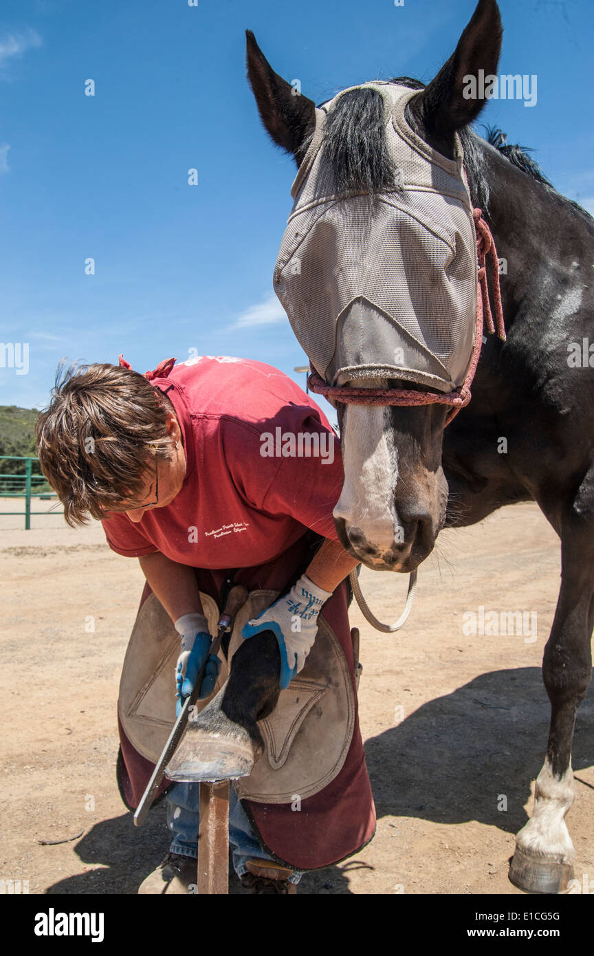 Female farrier trimming horses hooves Stock Photo Alamy