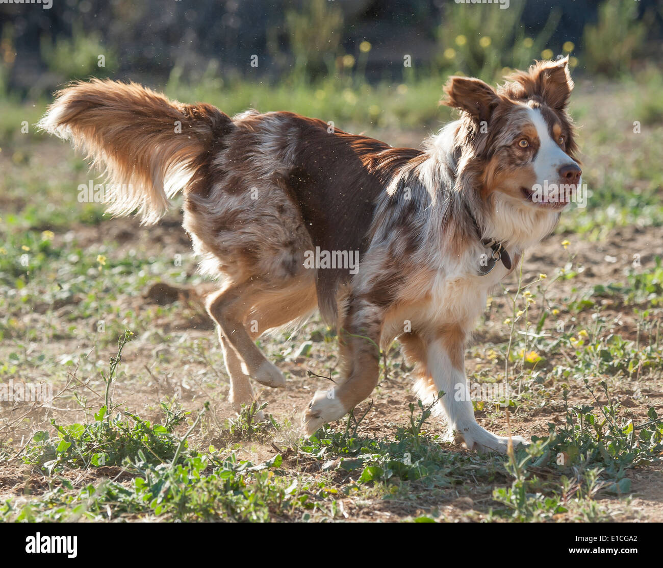 Australian Cattle Dog-Border Collie mix Stock Photo