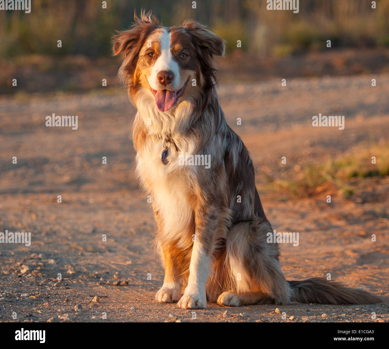 Australian Cattle Dog-Border Collie mix Stock Photo