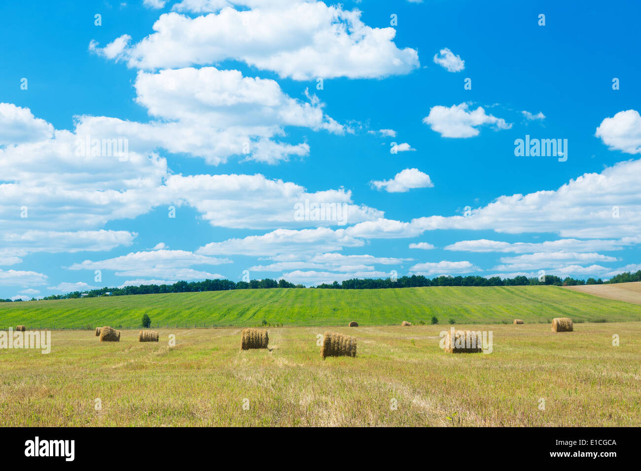 Fresh hay rolls lying in a field under a cloudy blue sky Stock Photo ...