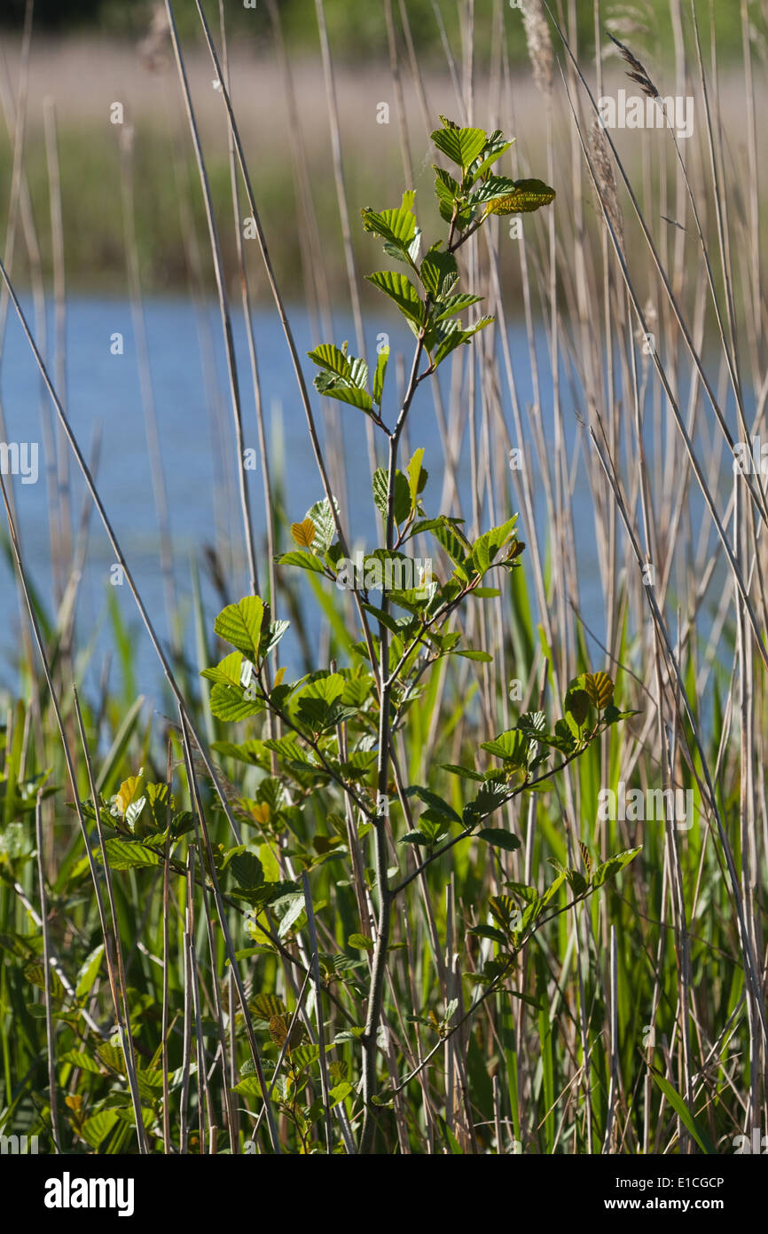 Alder (Alnus glutinosa). Sapling midst a Norfolk broad reed bed (Phragmits sp. ). From a wind dispersed seed from a nearby land Stock Photo