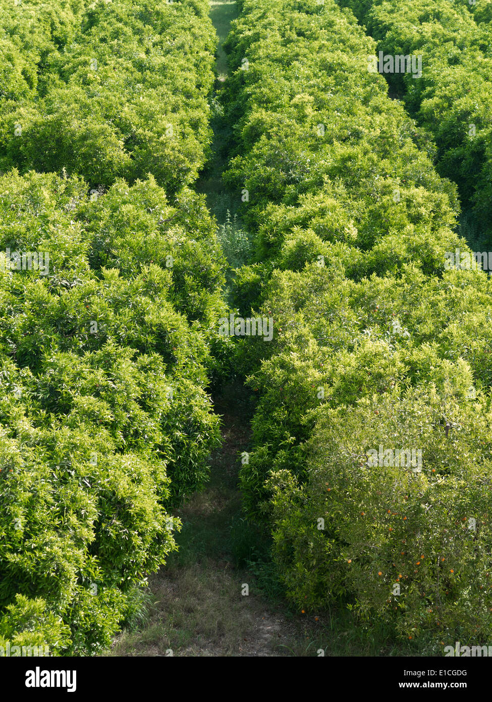 Growing in straight lines hi-res stock photography and images - Alamy