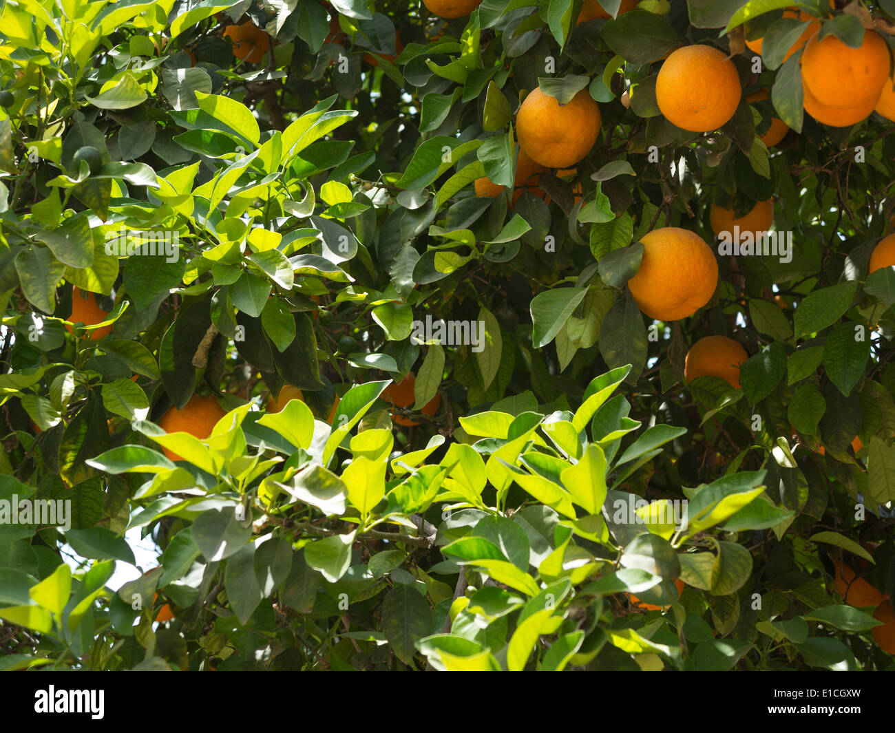 Close up detail of orange tree and fruit Stock Photo