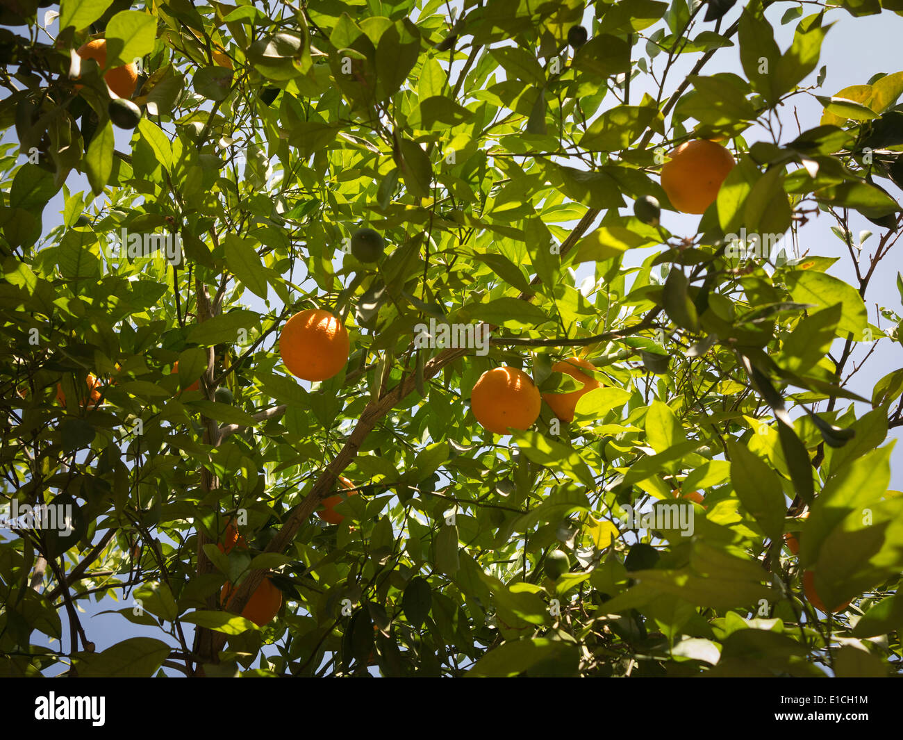 Close up detail of orange tree and fruit Stock Photo