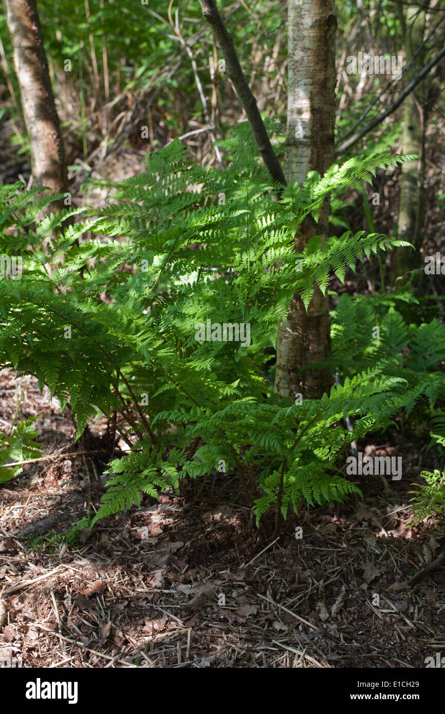 Buckler Fern (Dryopteris sp. ). Single fern growing at the base of a Downy Birch (Betula pubescens). Calthorpe Broad, Norfolk UK Stock Photo