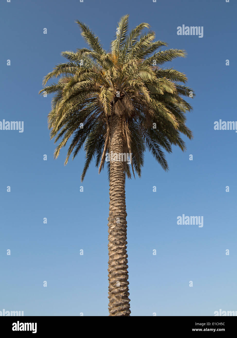 Single date palm against a blue sky. No fruit Stock Photo