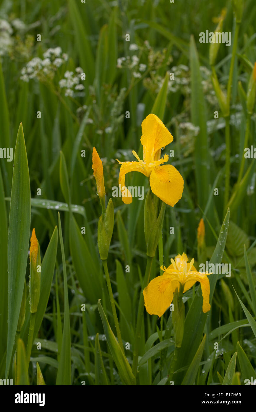 Yellow Iris or Yellow Flag (Iris pseudacornis). Stock Photo