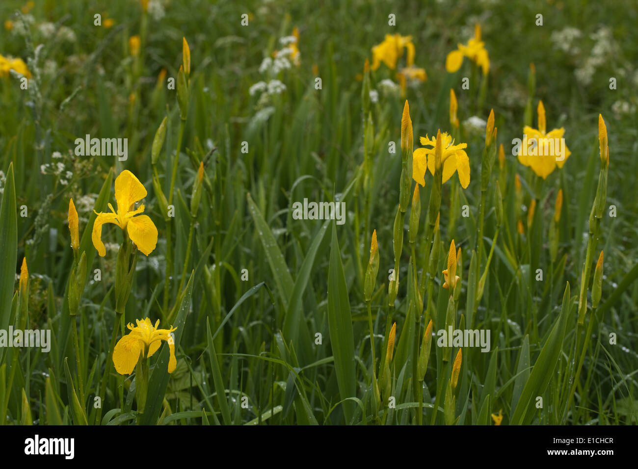 Yellow Iris or Yellow Flag (Iris pseudacornis). Growing in a roadside ditch. May. Spring Stock Photo