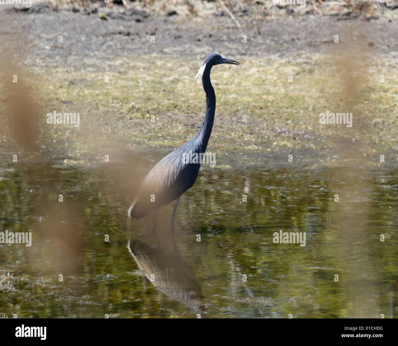 Juvenile Heron wading in shallow water Stock Photo
