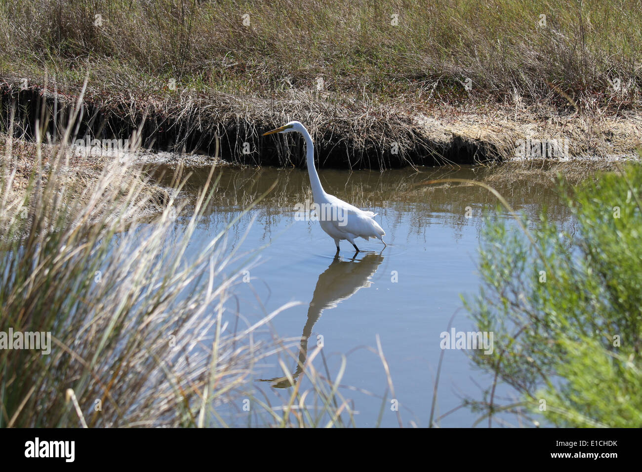 An Eastern Great Egret wading in shallows Stock Photo