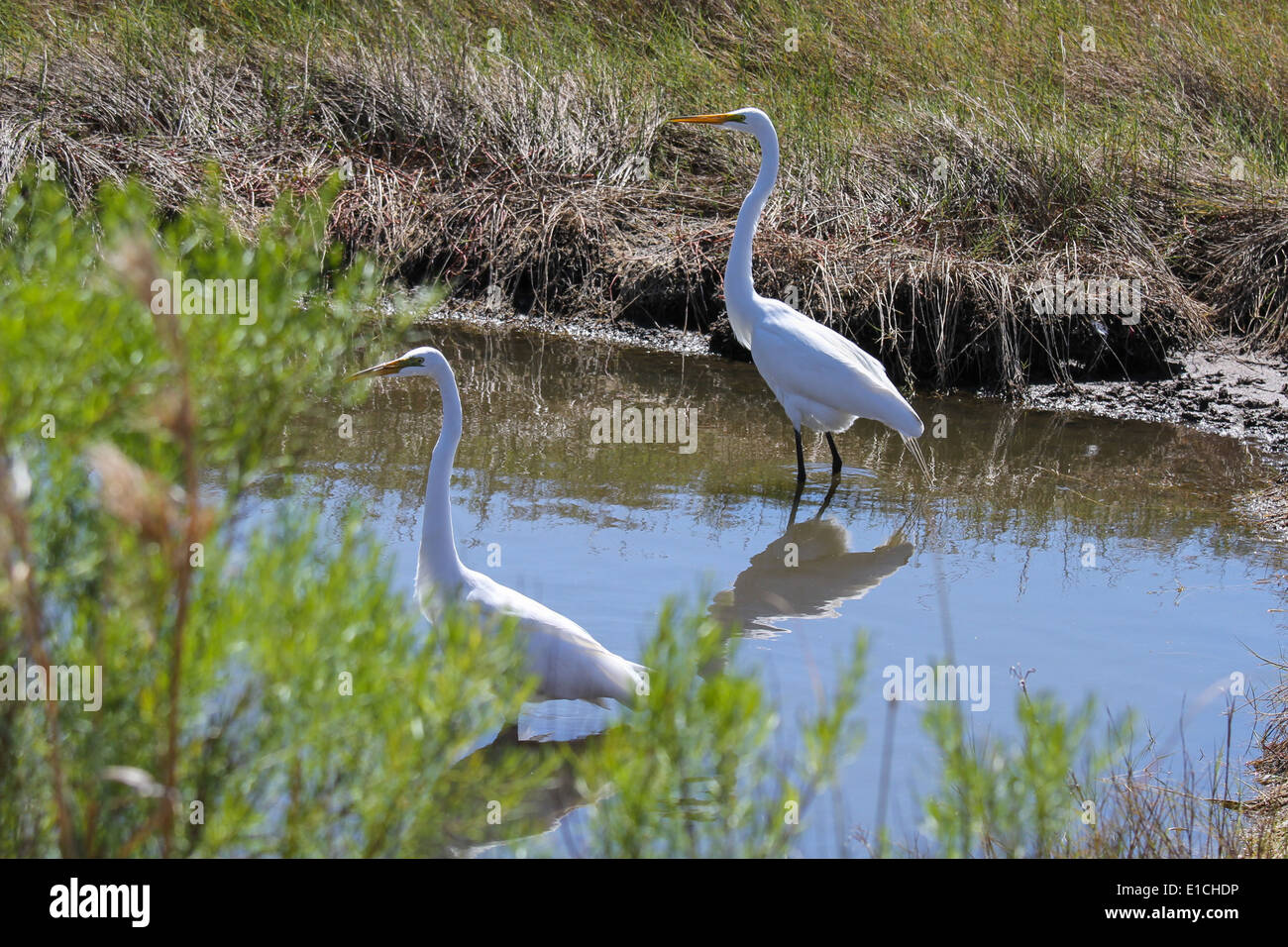 Two Eastern Great Egrets Stock Photo