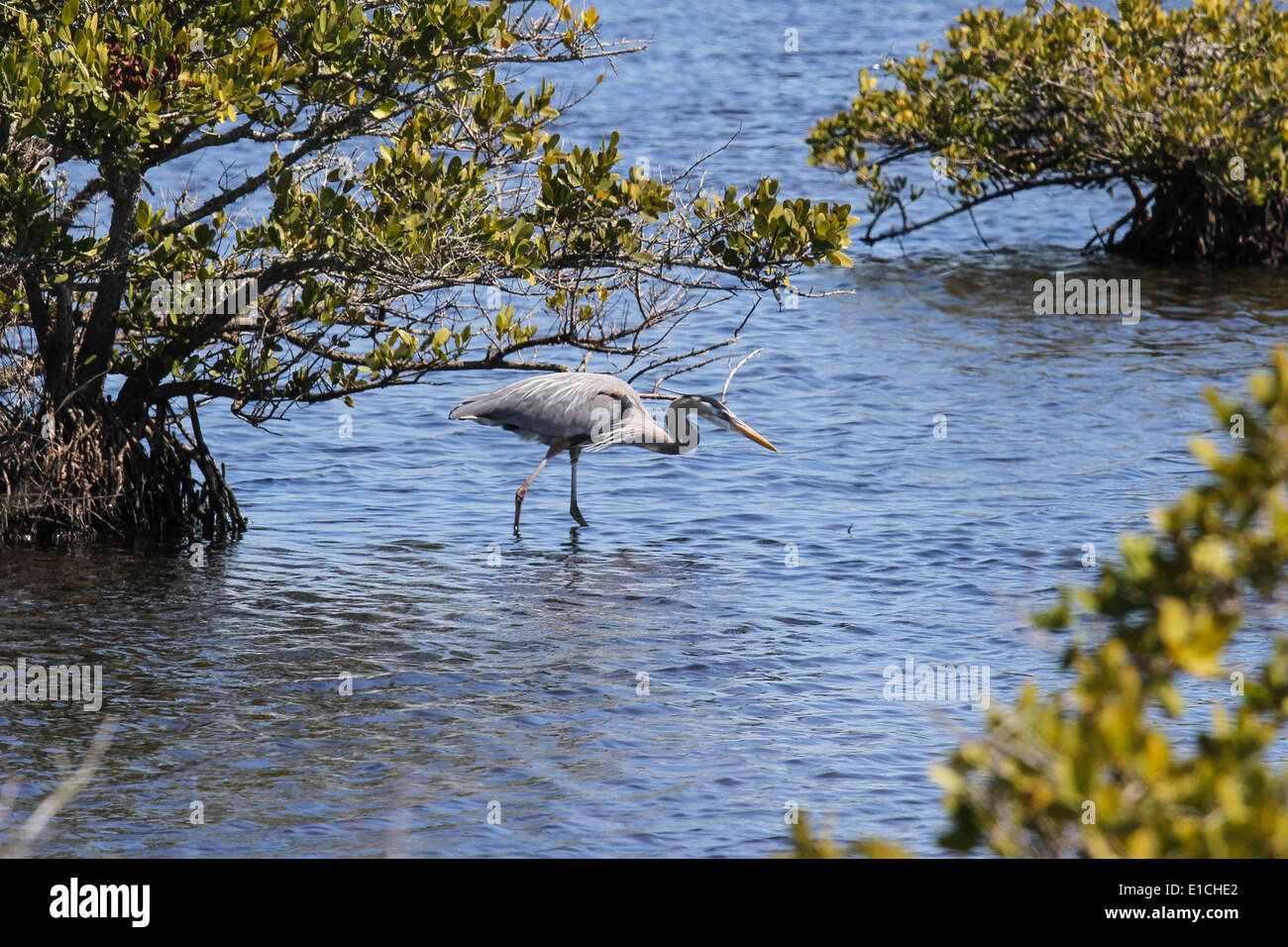 Great Blue Heron wading in shallows Stock Photo