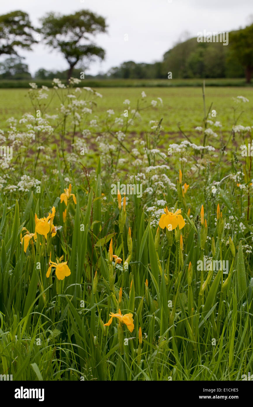 Yellow Iris or Yellow Flag (Iris pseudacornis), and Cow Parsley (Anthriscus sylvestris) Growing in a roadside ditch. May. Spring Stock Photo