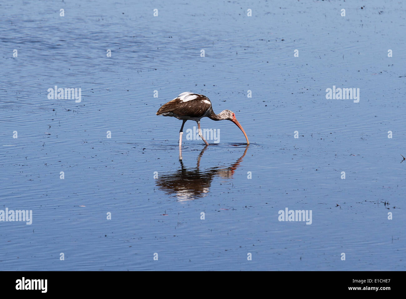 White Ibis feeding Stock Photo