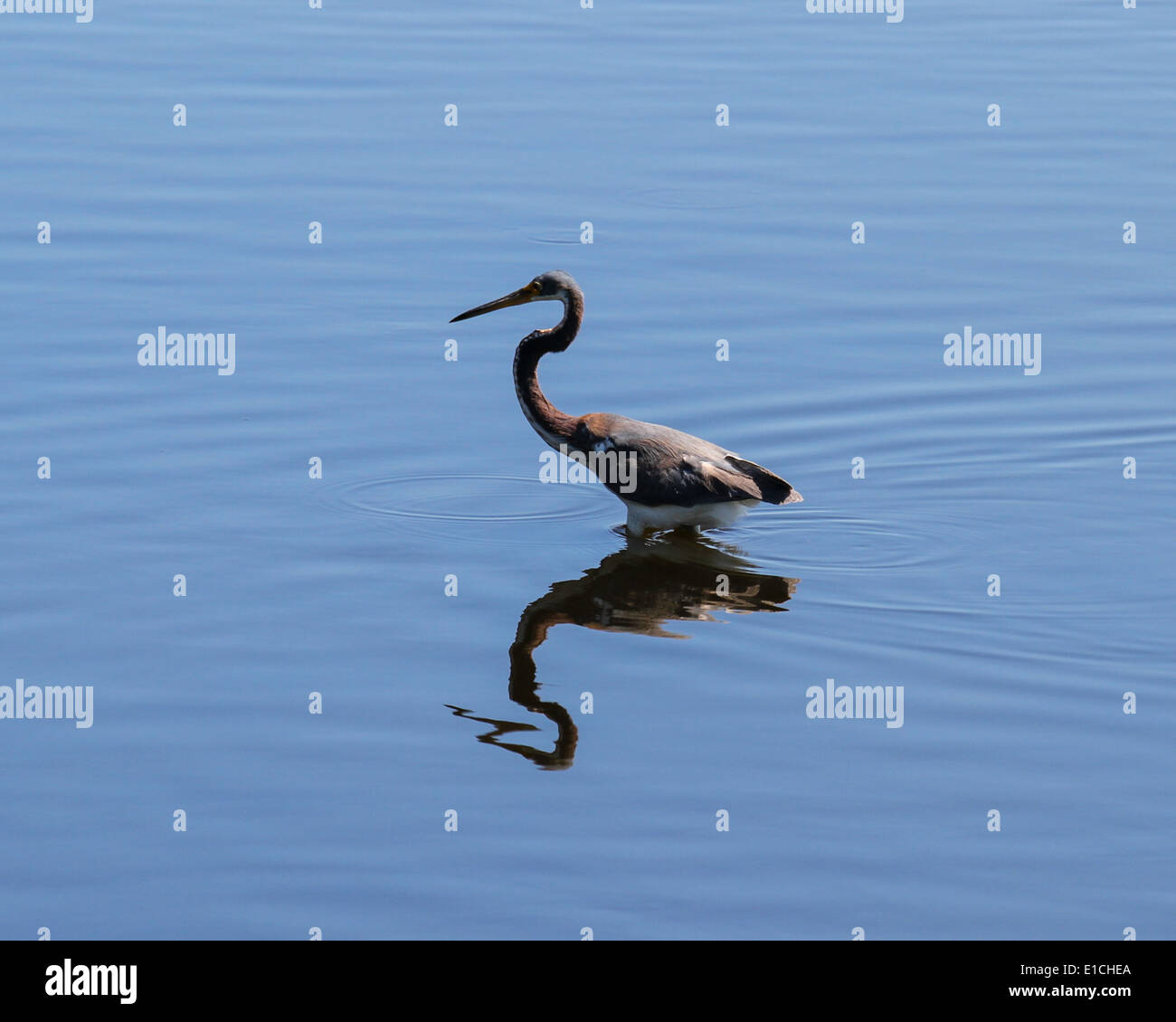 Tricolored Heron wading in shallows Stock Photo