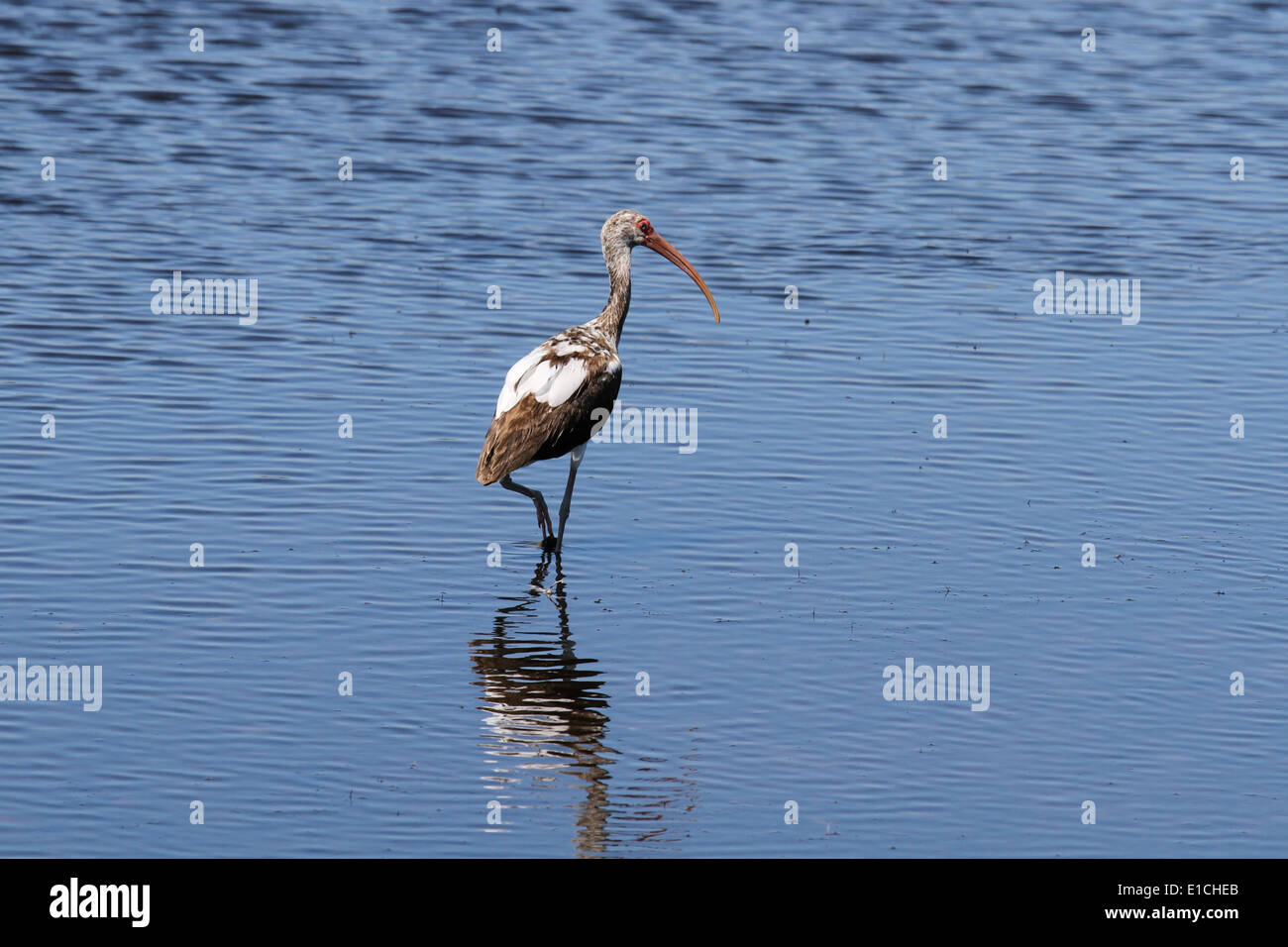 White Ibis Stock Photo