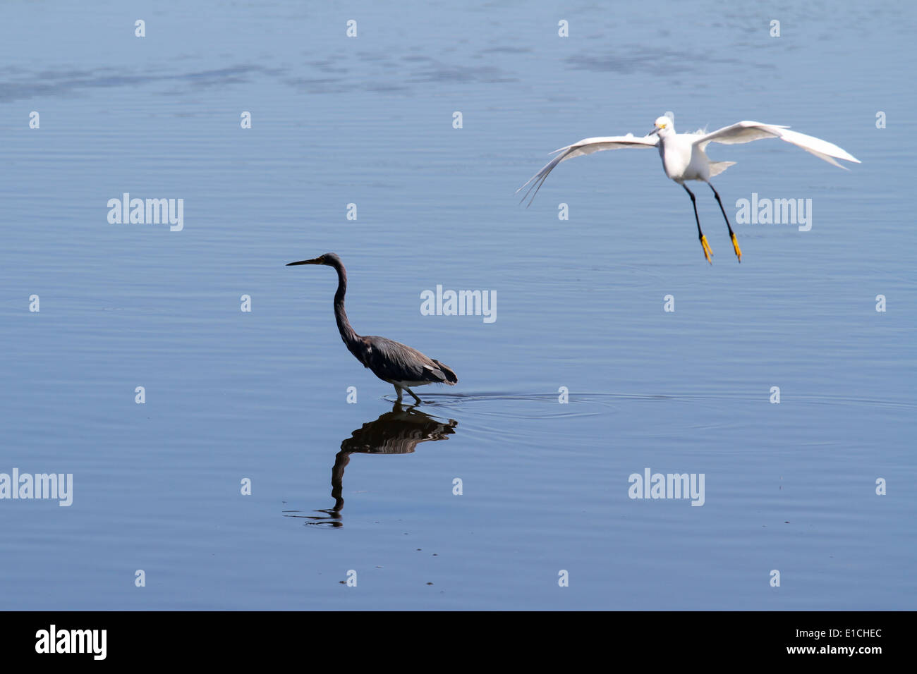 A Snowy Egret in Flight and a wading Heron Stock Photo