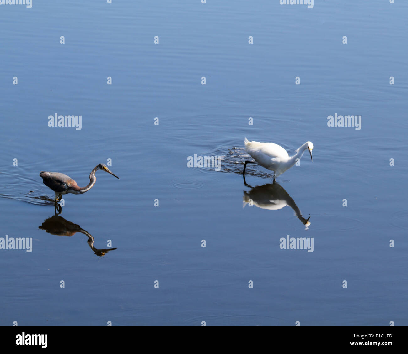 A Snowy Egret and a Tricolored Heron wade in shallow water Stock Photo
