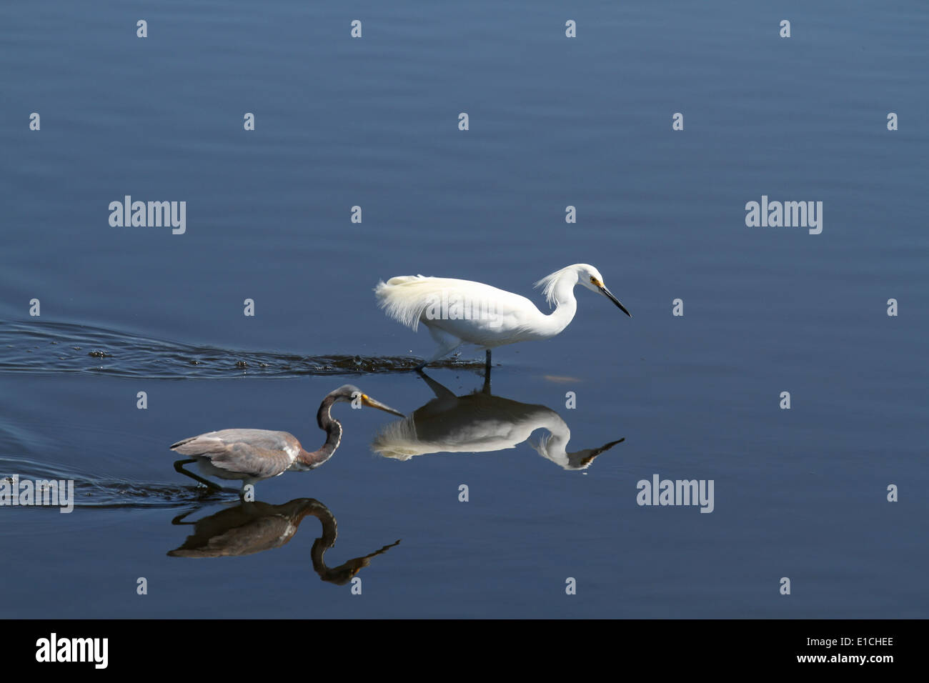 A Snowy Egret and a Tricolored Heron wade in shallow water Stock Photo