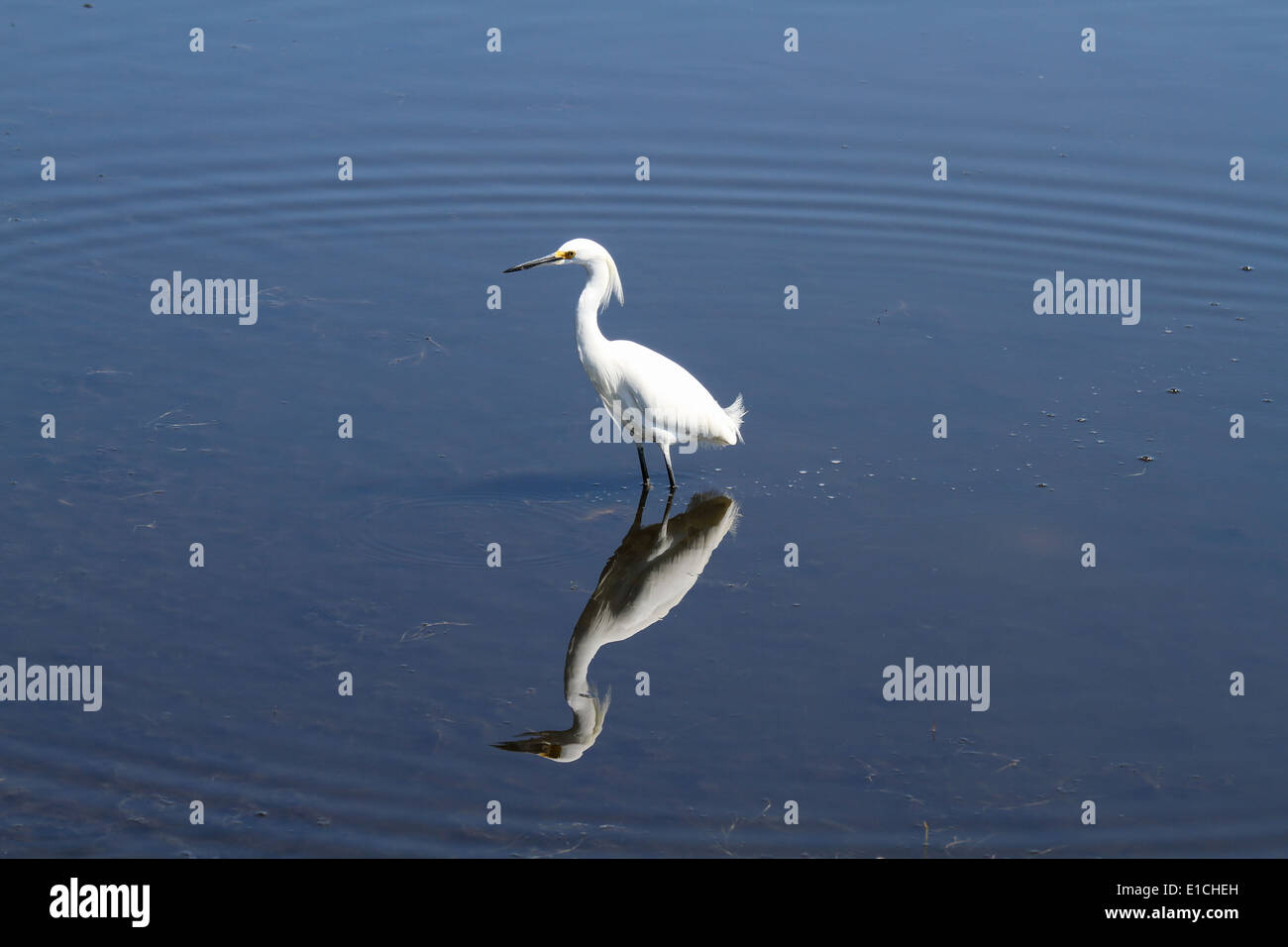 Snowy Egret wading in the shallows Stock Photo