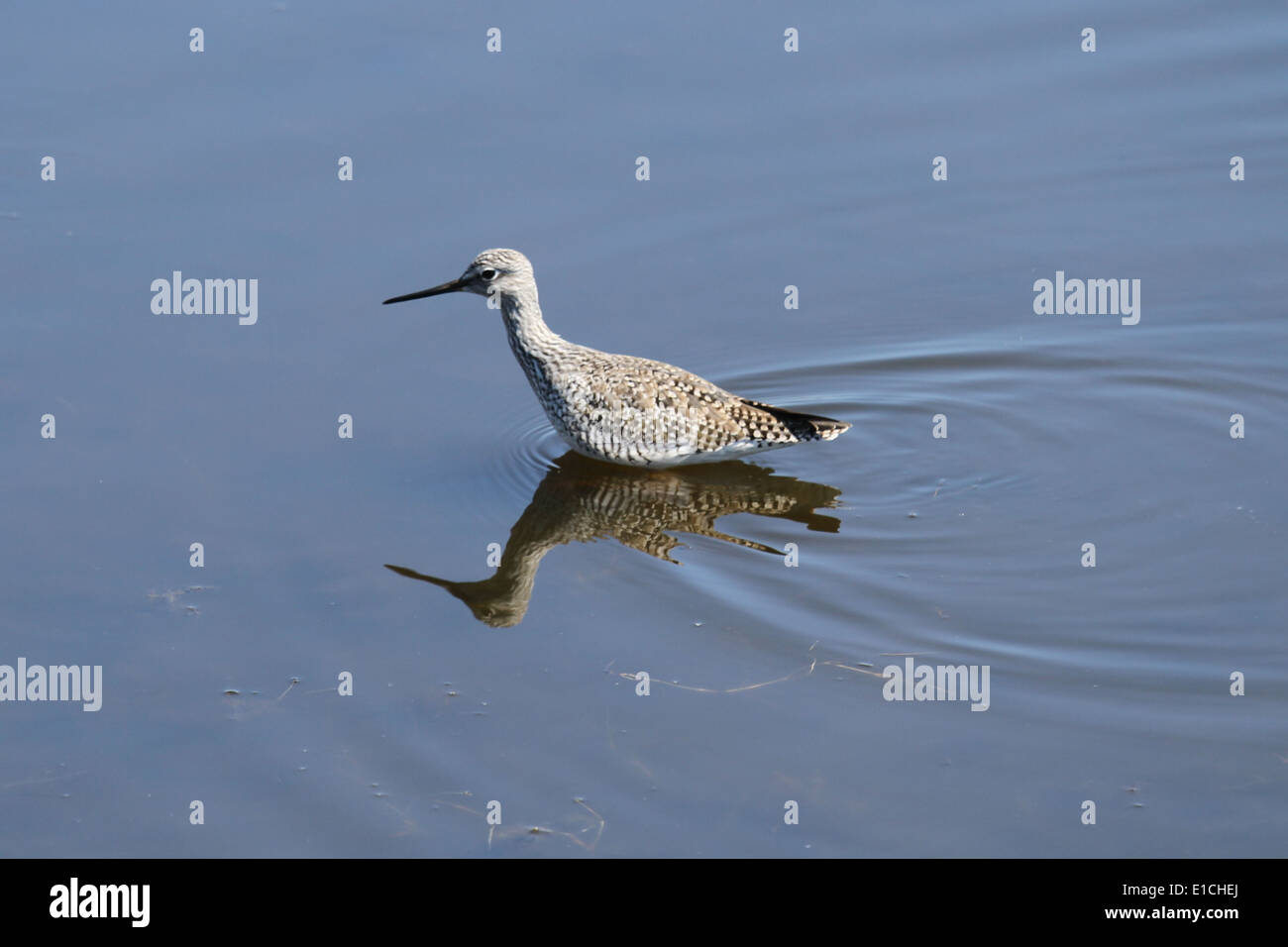 Sandpiper wading in shallows Stock Photo