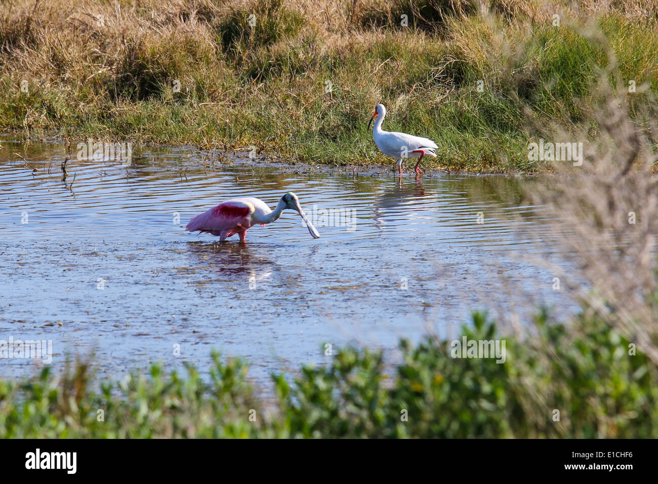 Roseate Spoonbill & a White Ibis Stock Photo