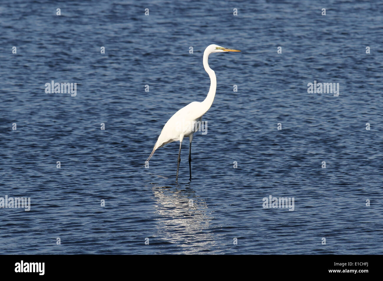 Eastern Great Egret Stock Photo